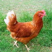 Несушка Хайсекс Браун