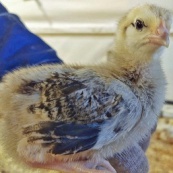 Несушка Пушкинская