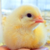 Цыплята Кобб500 Чехия