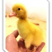 Утята Мулард Венгрия